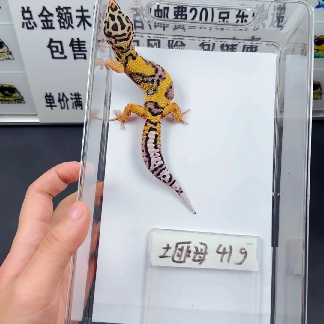 豹纹守宫豹纹守宫