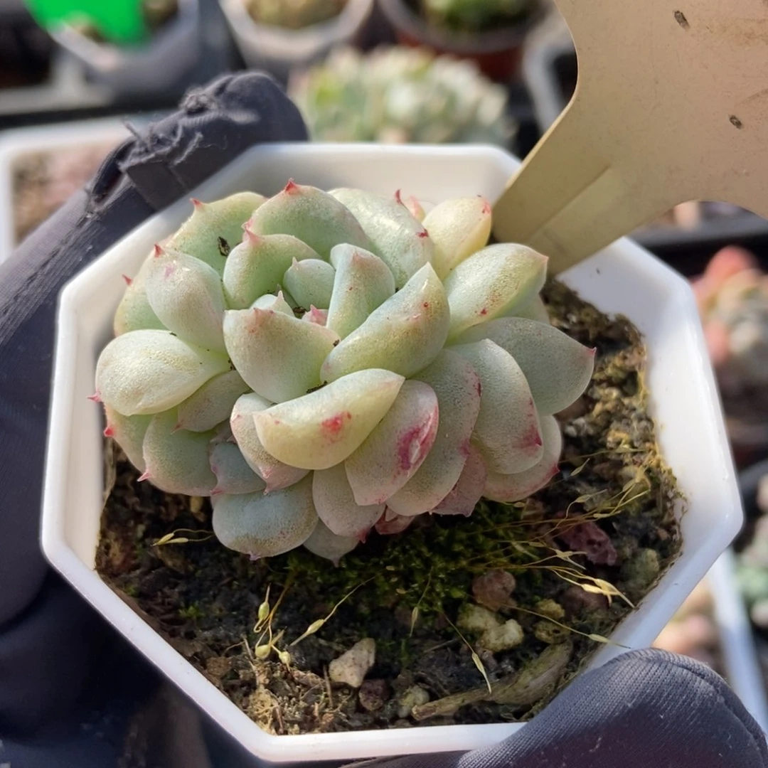 7344二八石化多肉植物