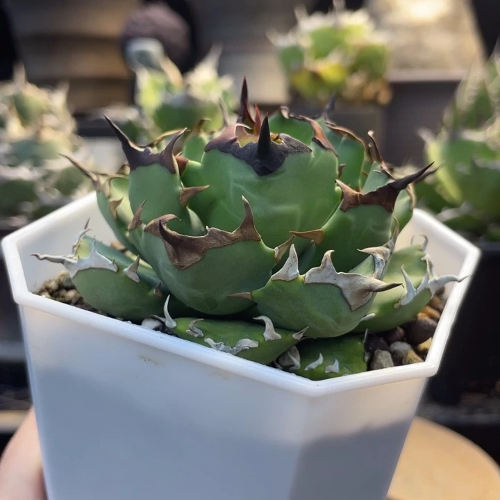 【闪购商品】姬仁 灯养