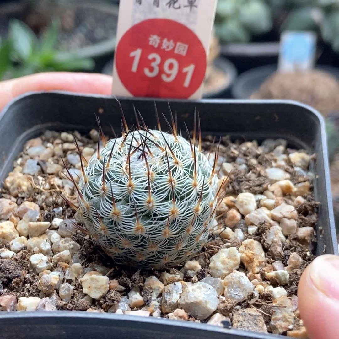 幸福丸2.6cm一颗仙人球