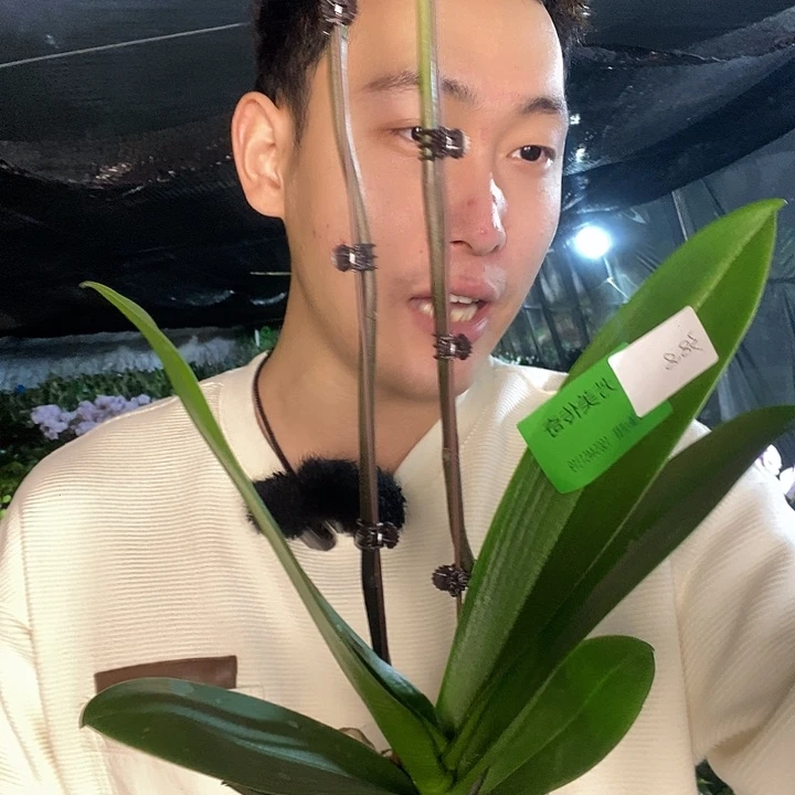 无花朵方美传奇双花剑
