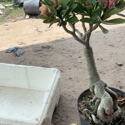 沙漠玫瑰之花盛开