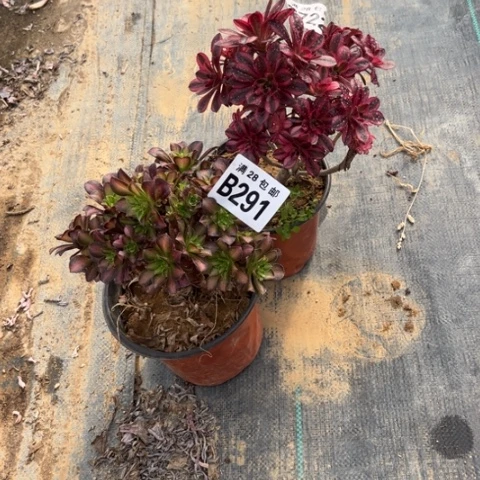 慧***舞291两个母本有砍不包断枝