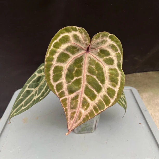 紫啧花烛 花烛热植 优选