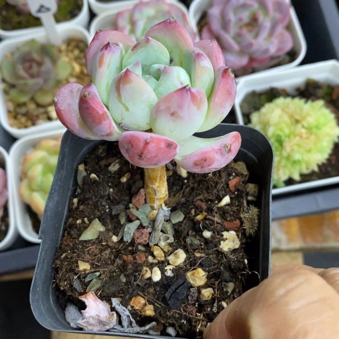 精品多肉一物一拍不包整34