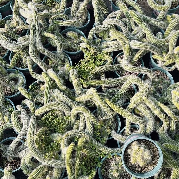 九尾狐五颗包邮包邮九尾狐