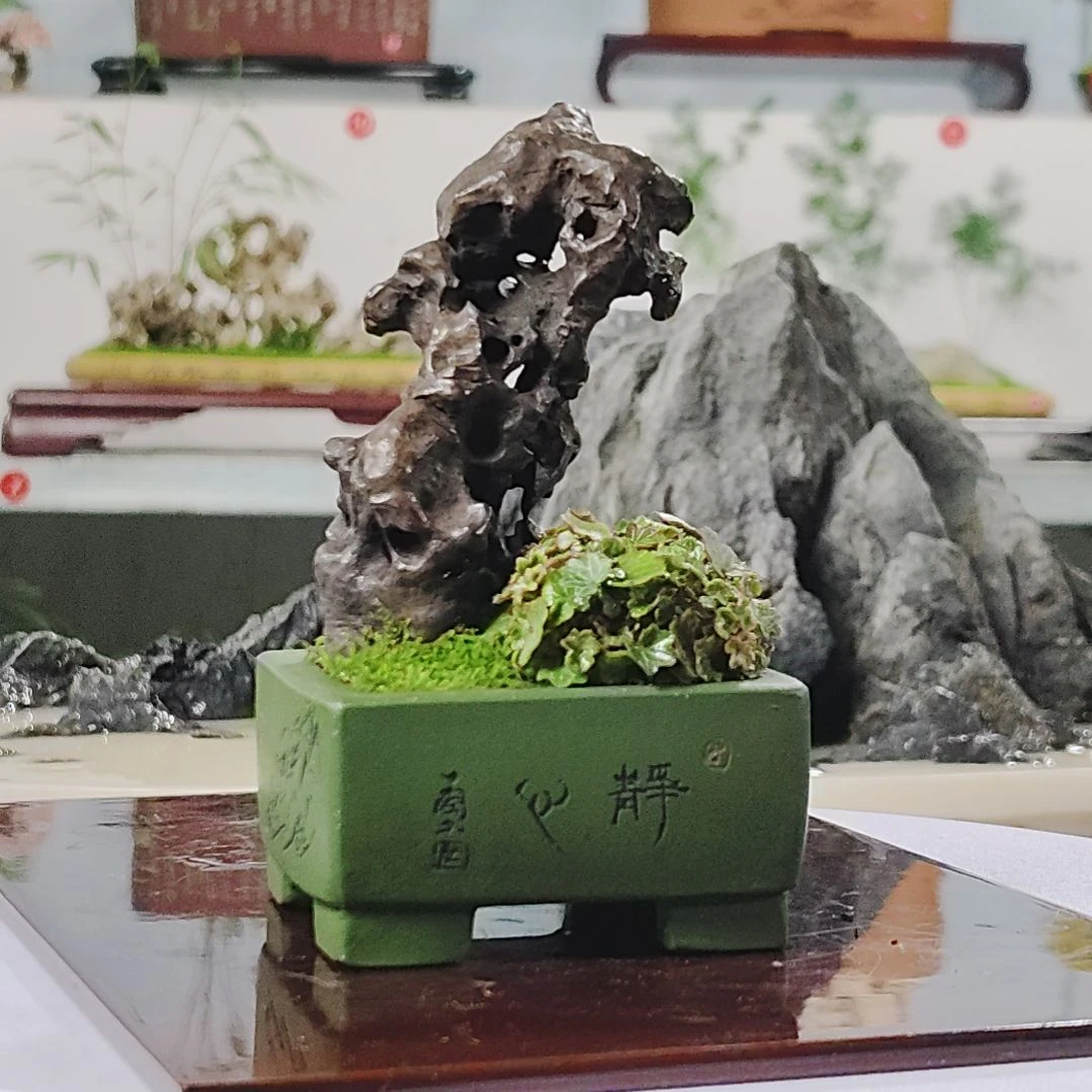 盆景，姬虎耳，太湖水石