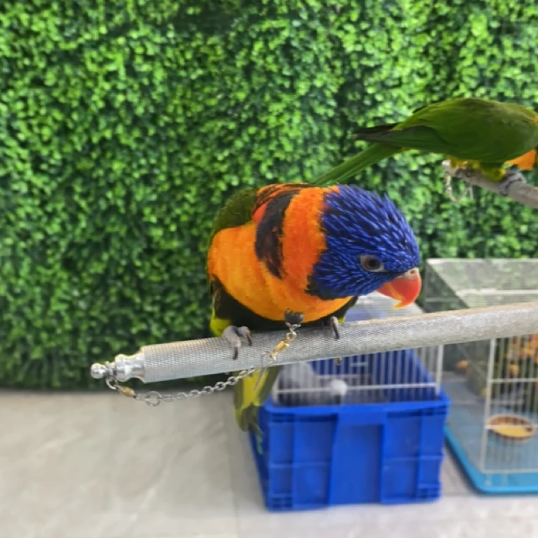 成年手养小鸟幼鸟亲人粘人小密