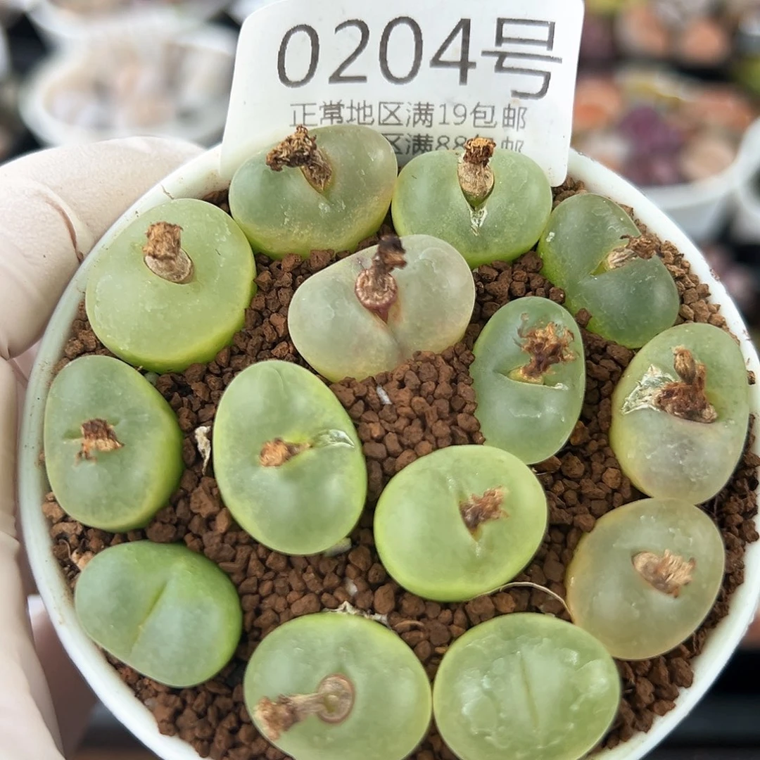 好养易活生石花大母本0204