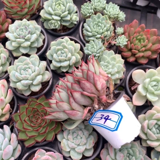 1***9一物一拍宝莲灯34