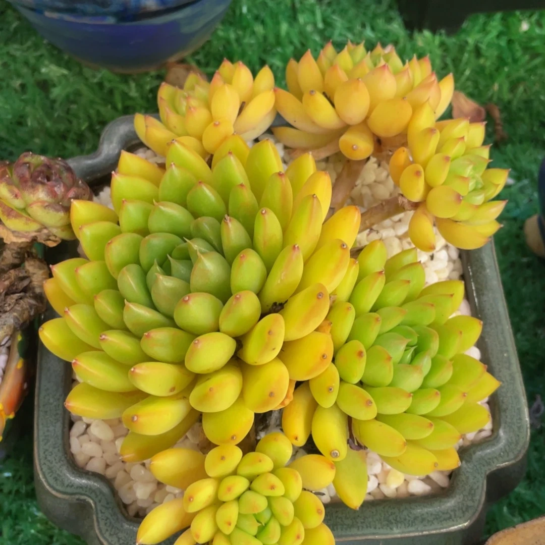 多肉植物盆栽多肉