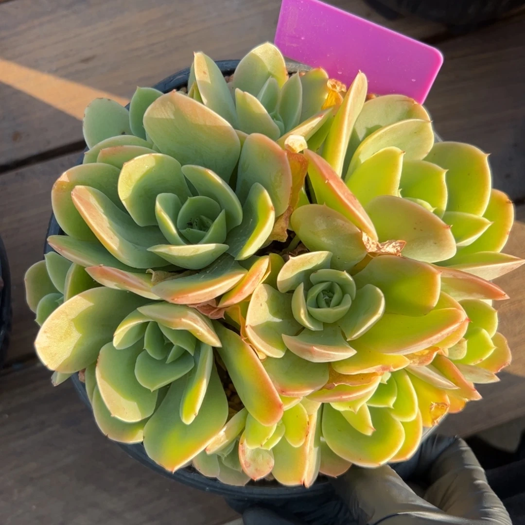 星娜塔111111111111111111