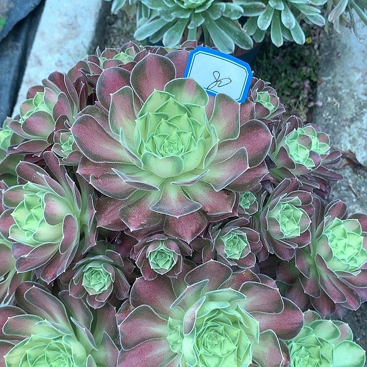 80韶华多肉植物保护