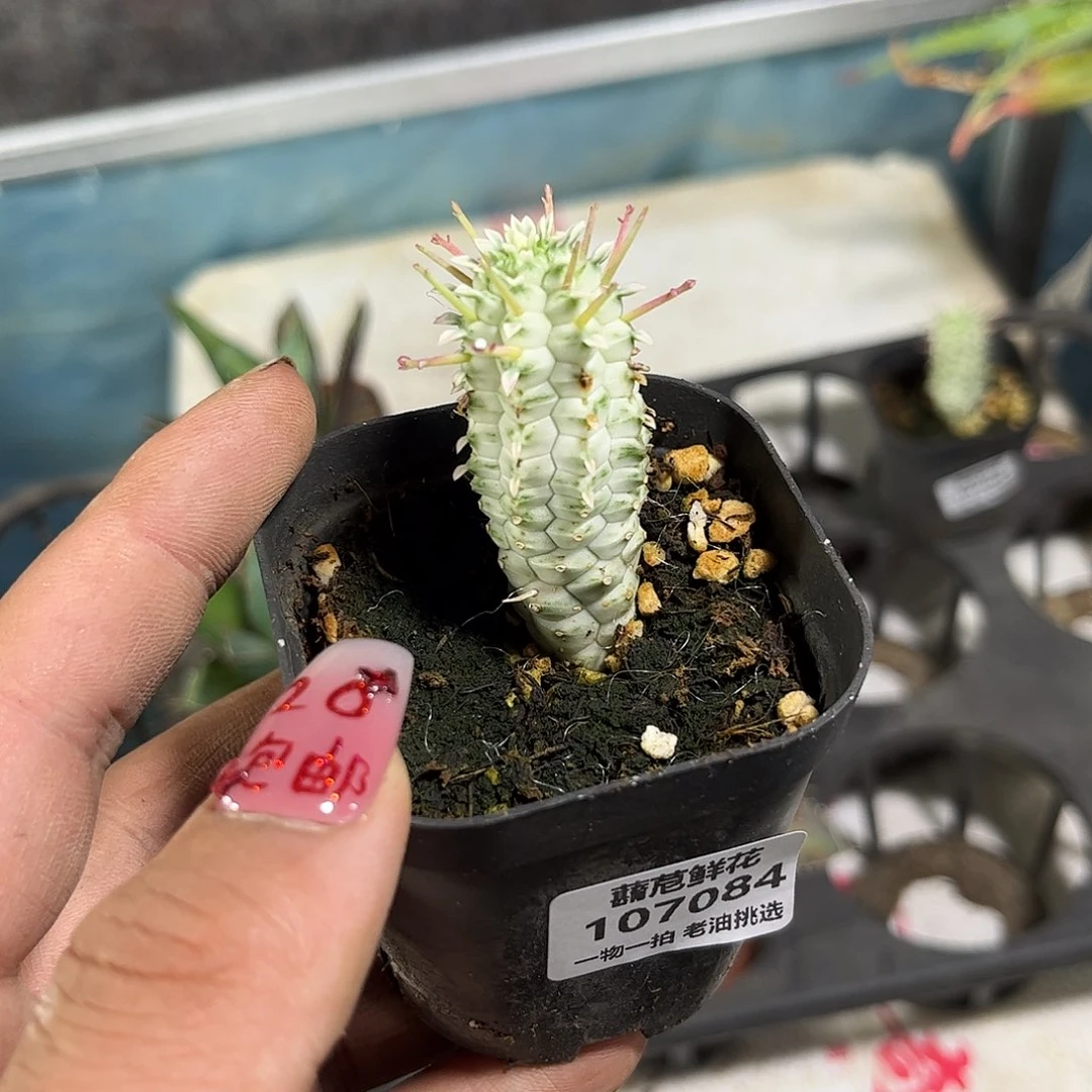 瓦**哇107084一物一拍单头发货