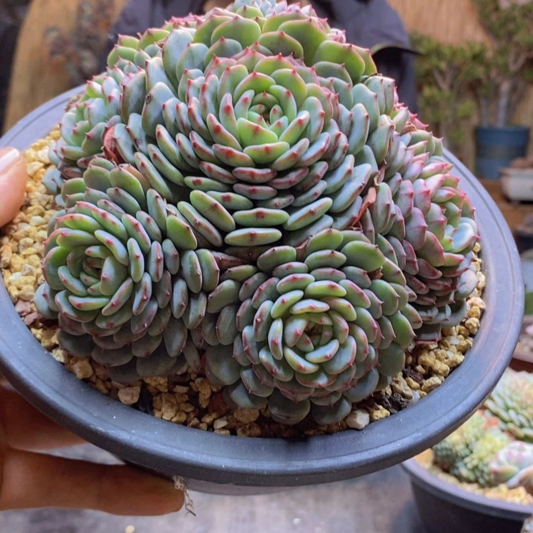 ?*子122号白胖子群