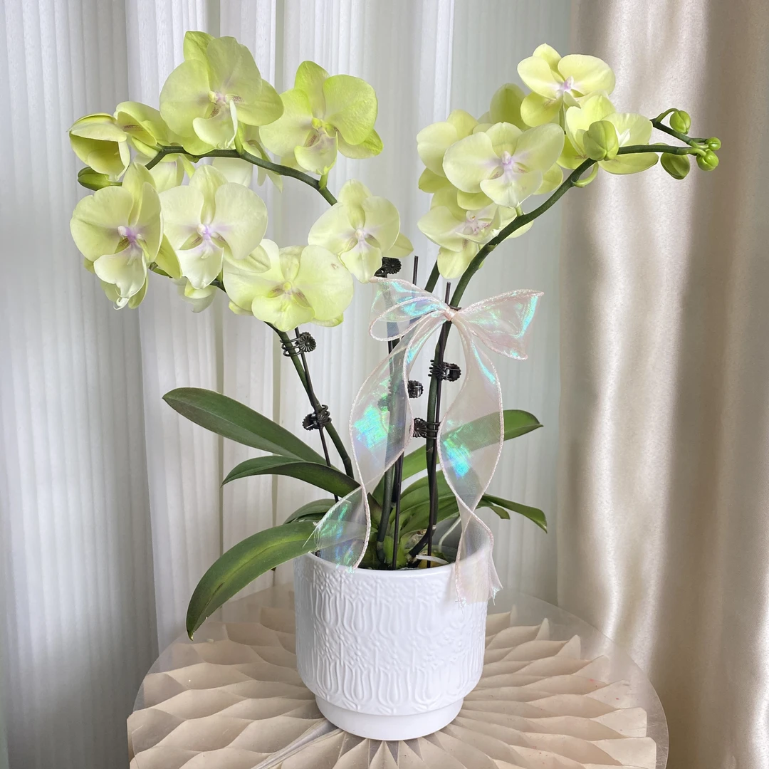 绿翡翠  绿色花 好养耐养 欧品蝴蝶兰 基地直发