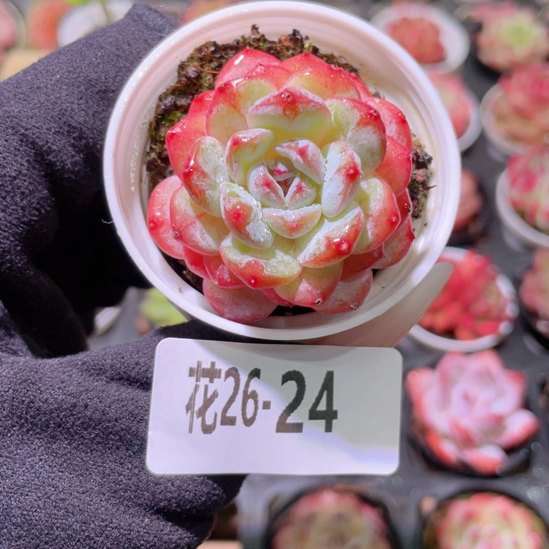 花利美26-24雪颜玉