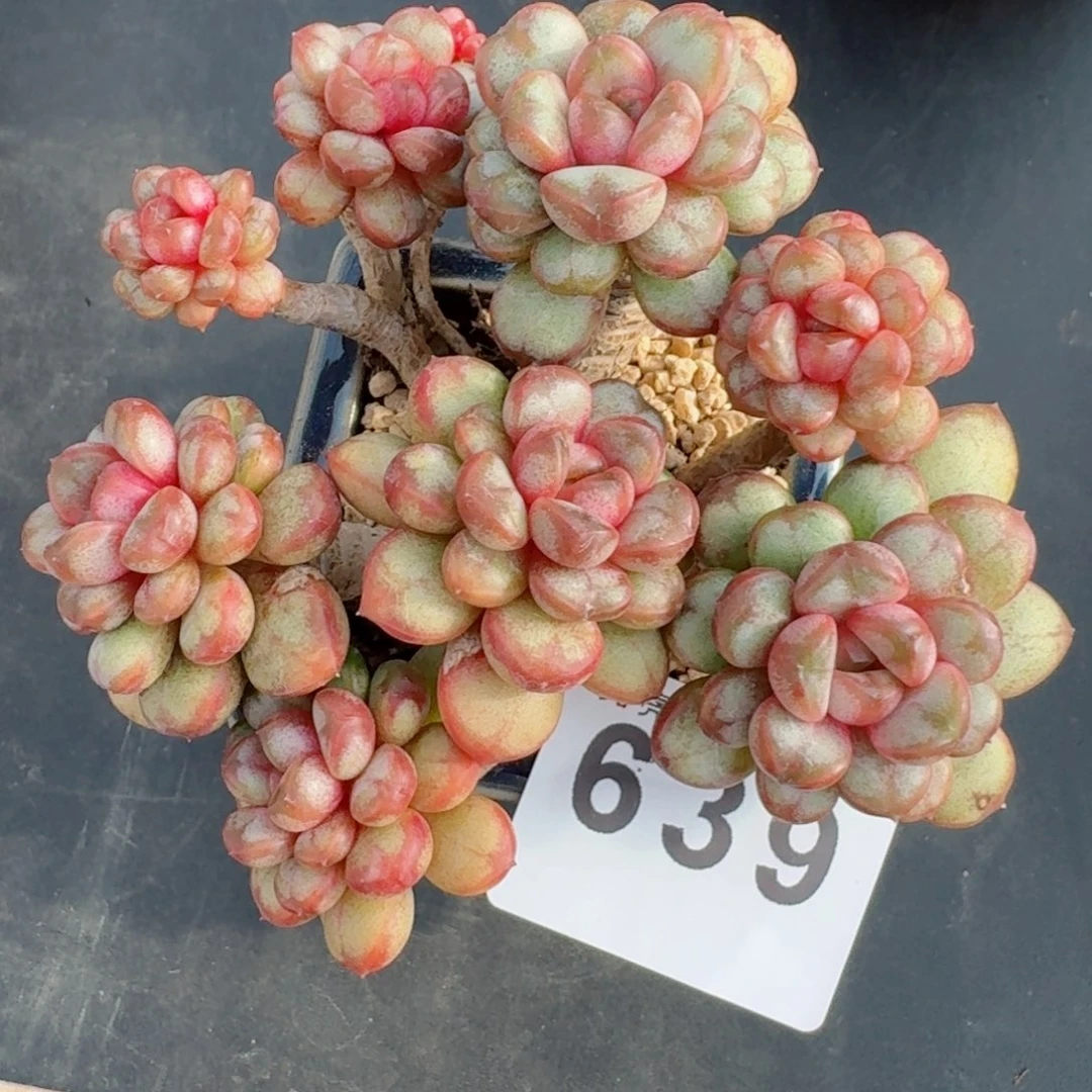 葡萄老桩      愿你一路坦途，乘风破浪展宏图