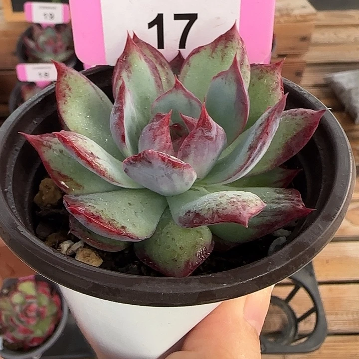 17 惊鸿仙子多肉植物