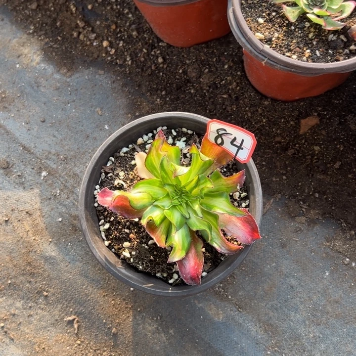 多肉植物84不售后