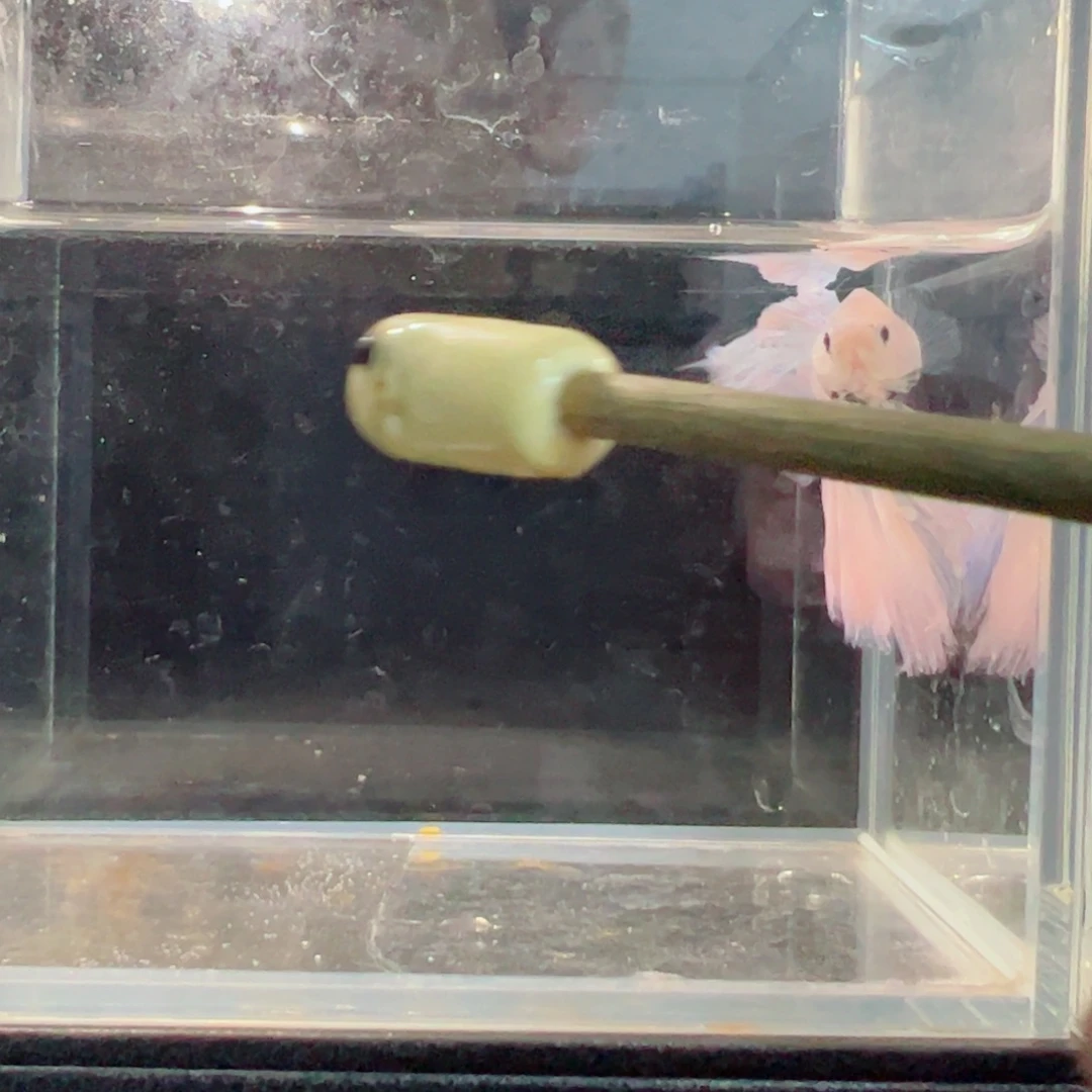 斗鱼浅色仙仙裙特殊尾