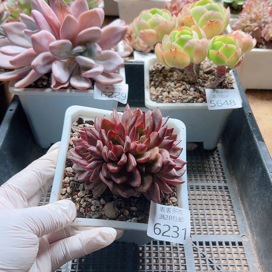 多肉一物一拍6231