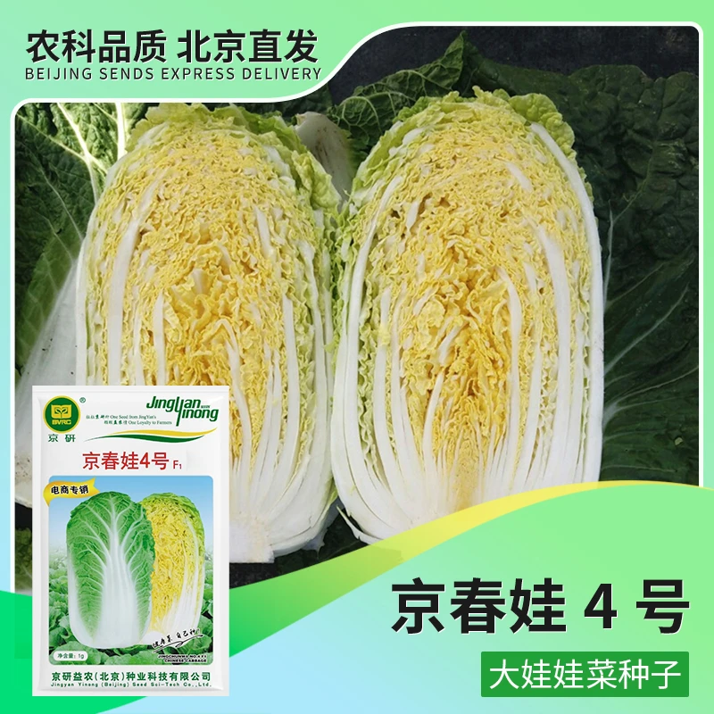 京研【农科院】京研大棵娃娃菜种子白菜种子娃娃菜农科院优质蔬菜