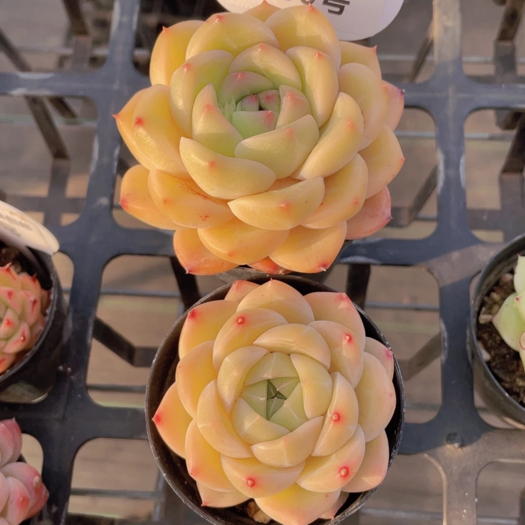 300号 宽叶大包子珍妮两个