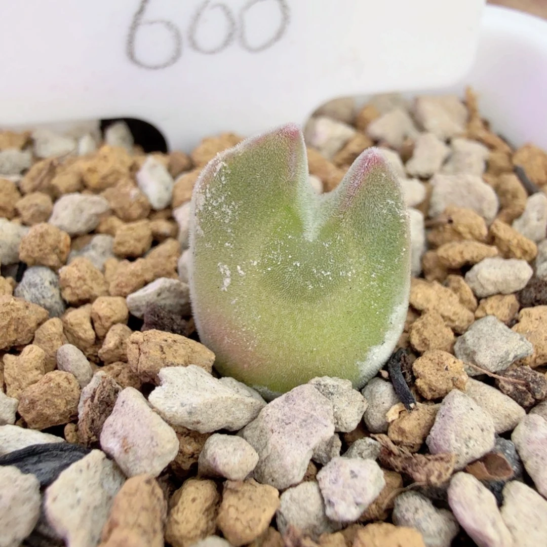 韩国网红大眼睛 12-21-L9