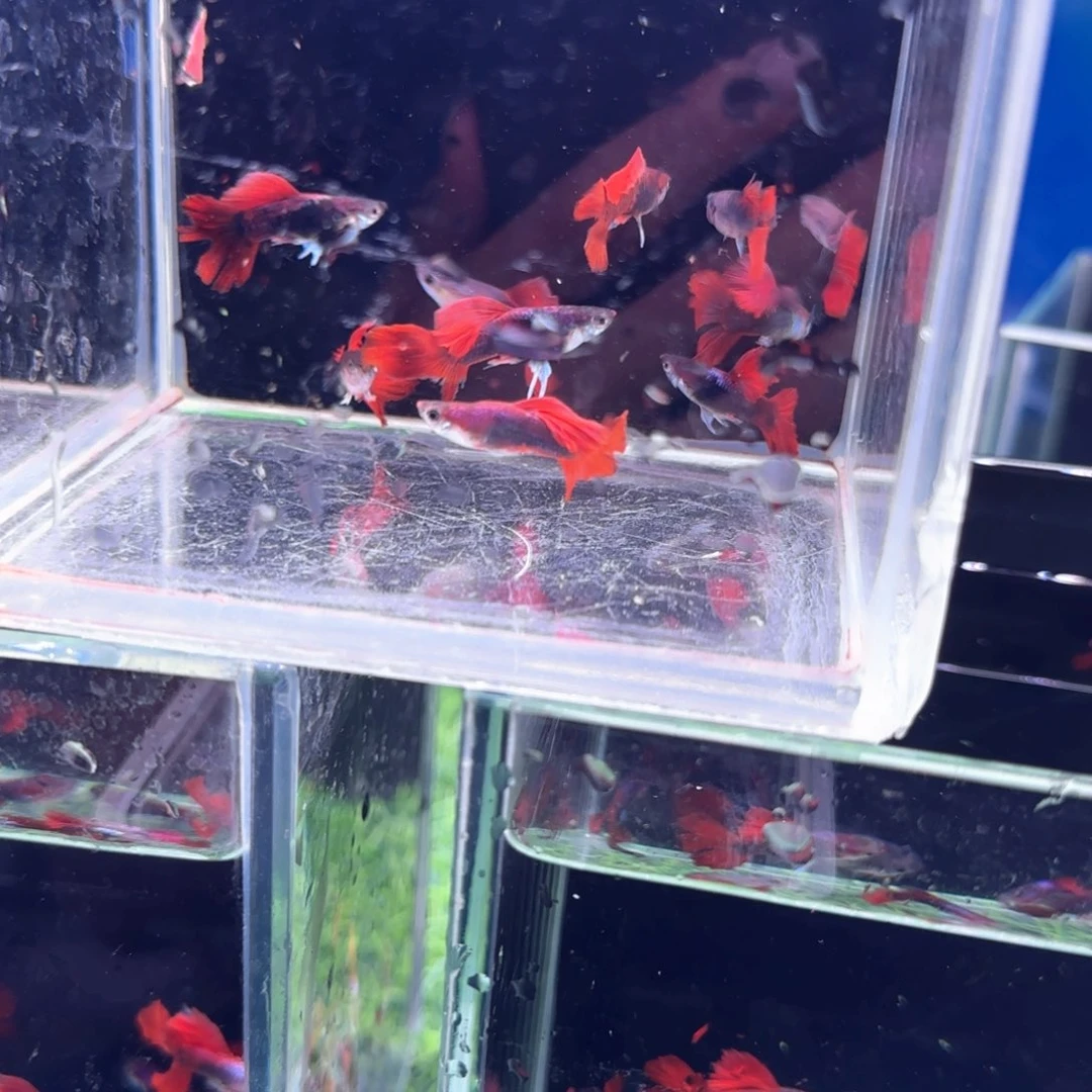 孔雀鱼折扇公瑕疵10条