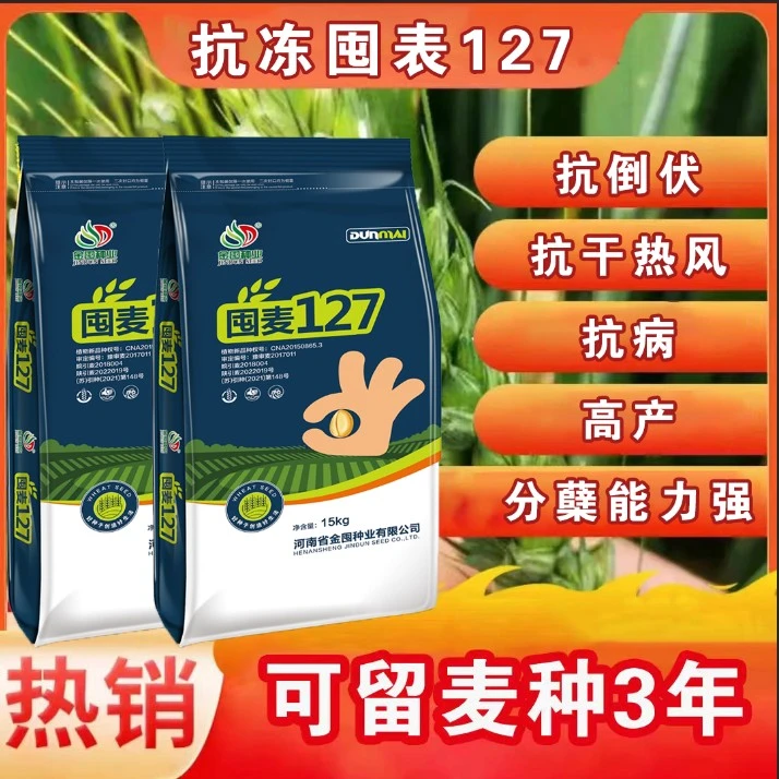囤麦127【户】高产抗倒伏耐旱正品保真