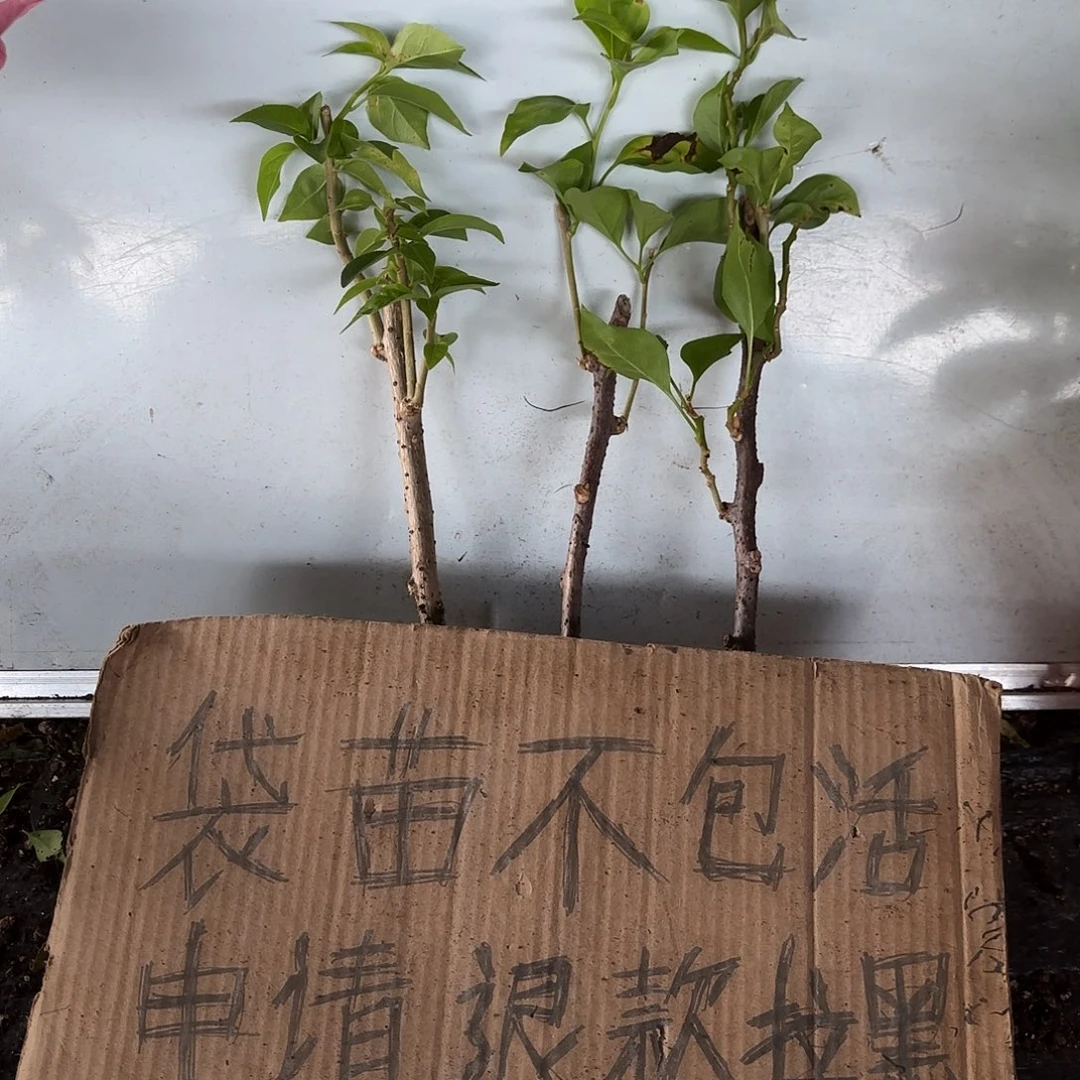 用***6当前无花栽培后可以开花袋苗盲盒三颗8