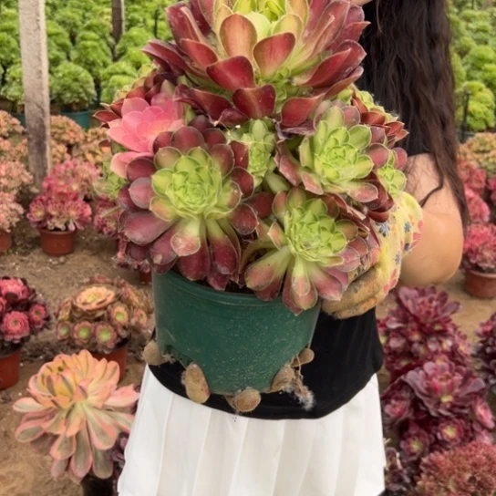 韶华一颗包邮福利