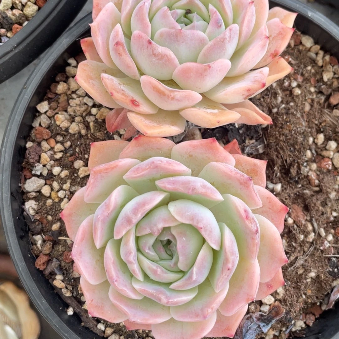 纯爱老桩大双头15公分