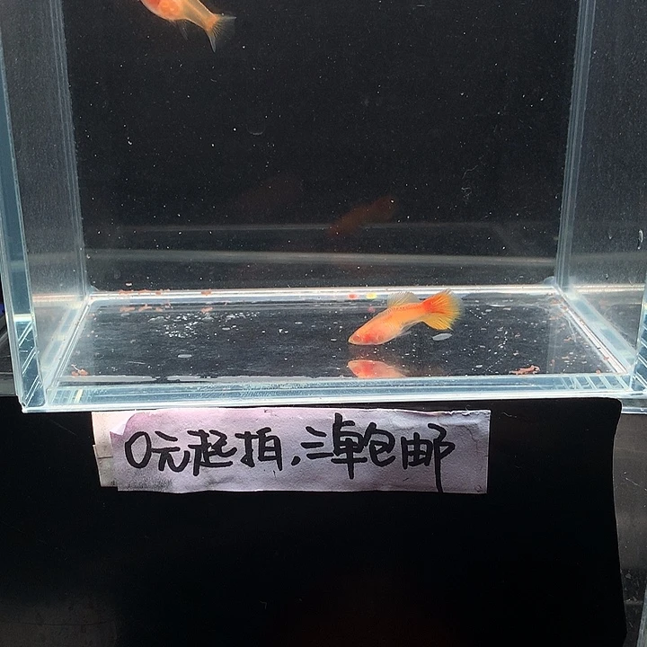 孔雀鱼黄金玻璃猫白子一对