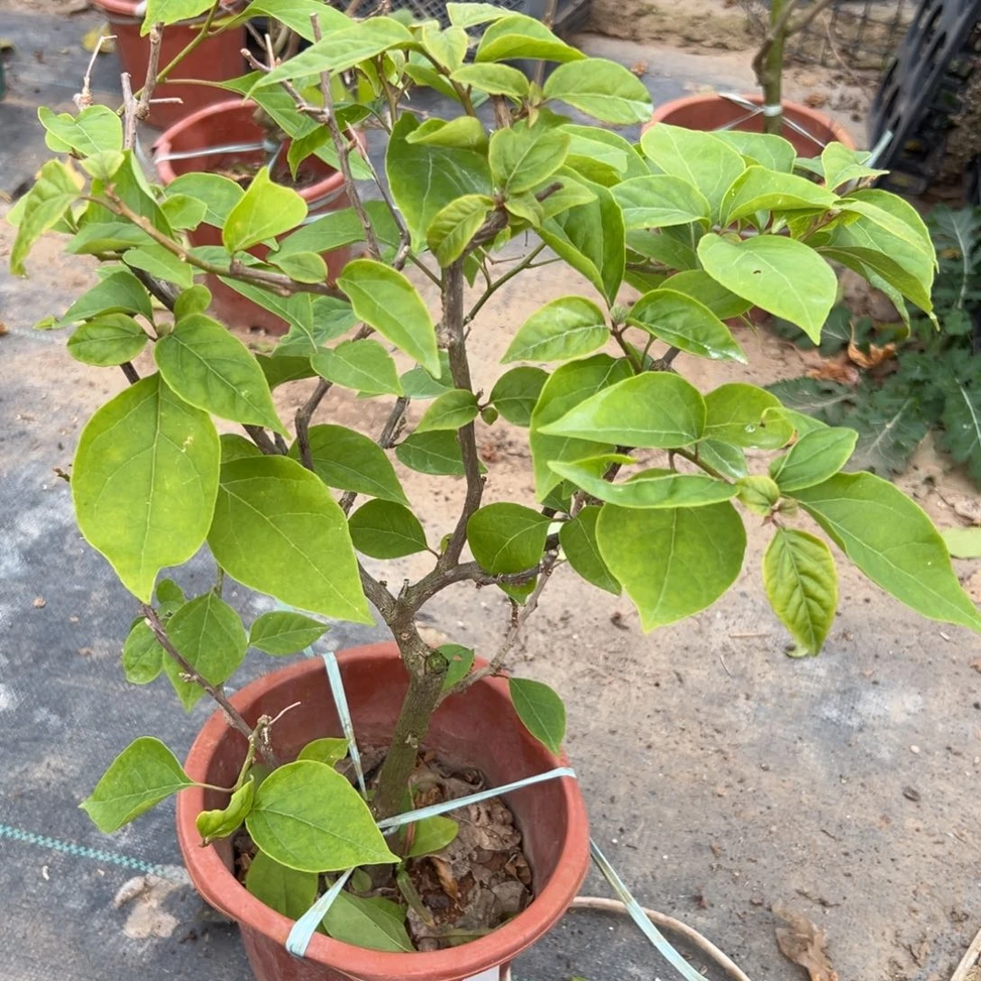 无花朵【12号盲盒一棵】随机发货福利款不售后