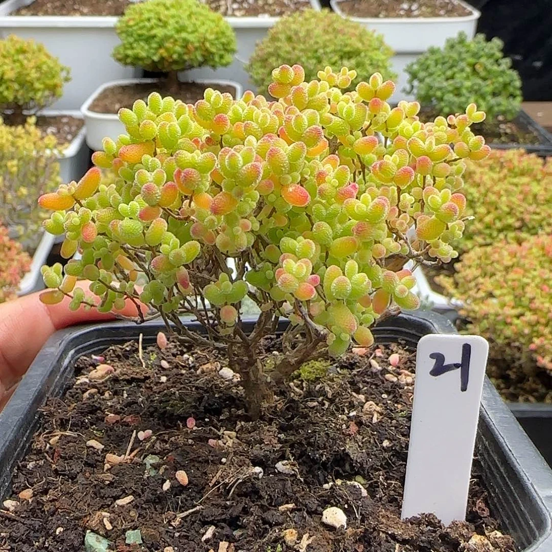 蜜橘糖球一物一拍