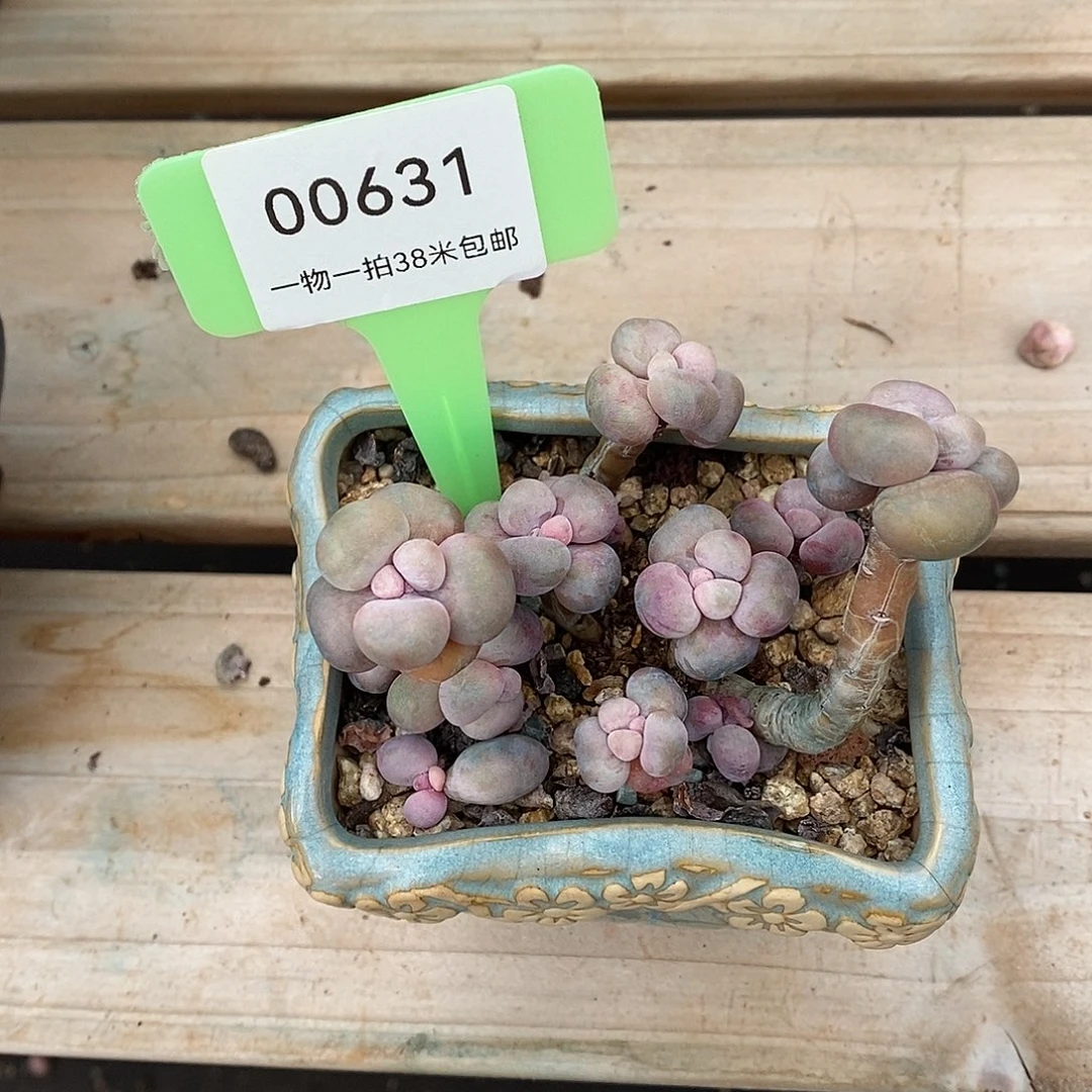 631我婆婆咯哩咯哦我