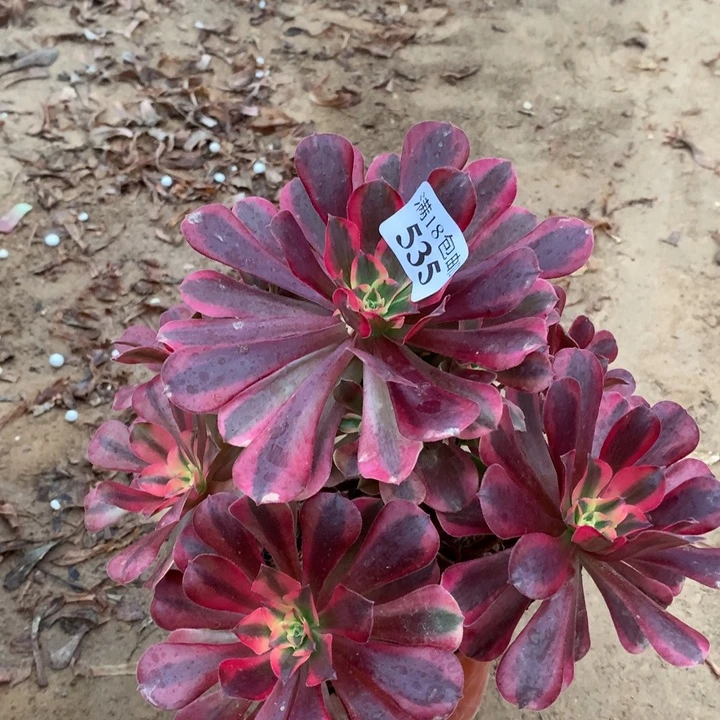 535美杜莎大手捧1号