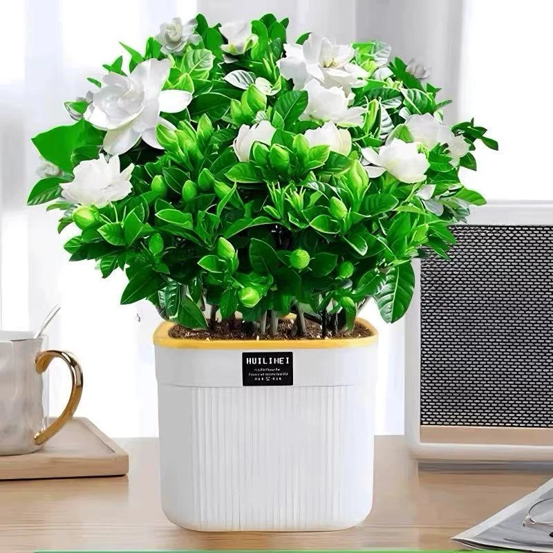 水培水养浓香栀子花带成品室内绿植净化空气室内土培好养花卉盆栽