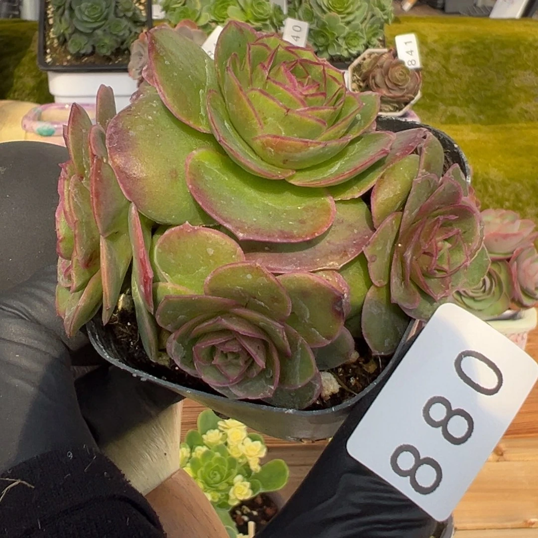 880缪斯群生6厘米