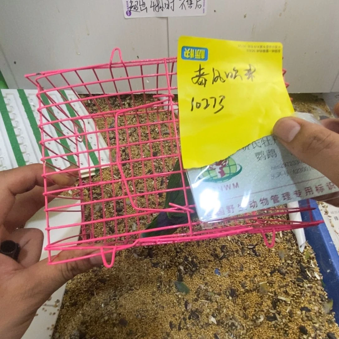 桃脸牡丹鹦鹉春**来瑕疵