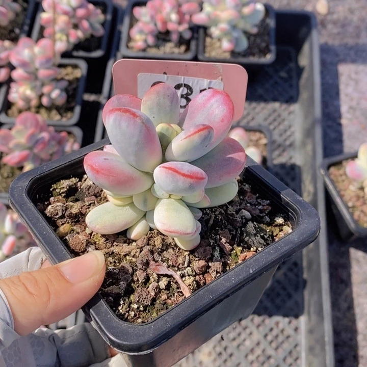 快***6031号多肉植物111111