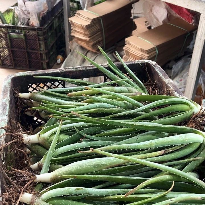 无花朵4颗库拉索小苗