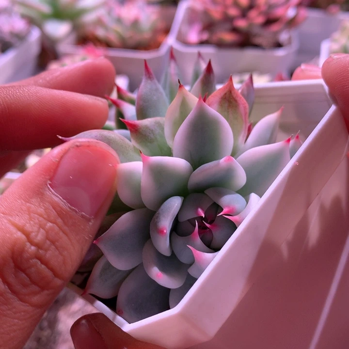 吉娃娃覆轮锦有根