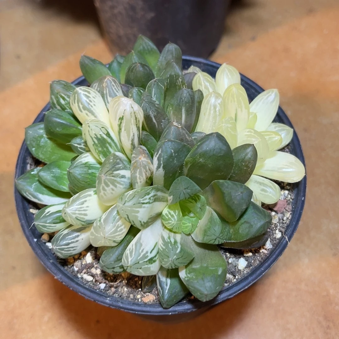 玉露锦一物一拍的