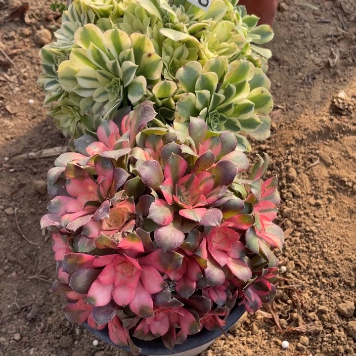 无花朵058组合无售后植物