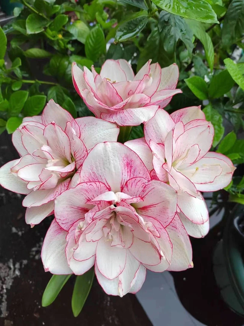 千艺朱朱 重瓣朱顶红 澳朱螺璇莓果 开花球 7+