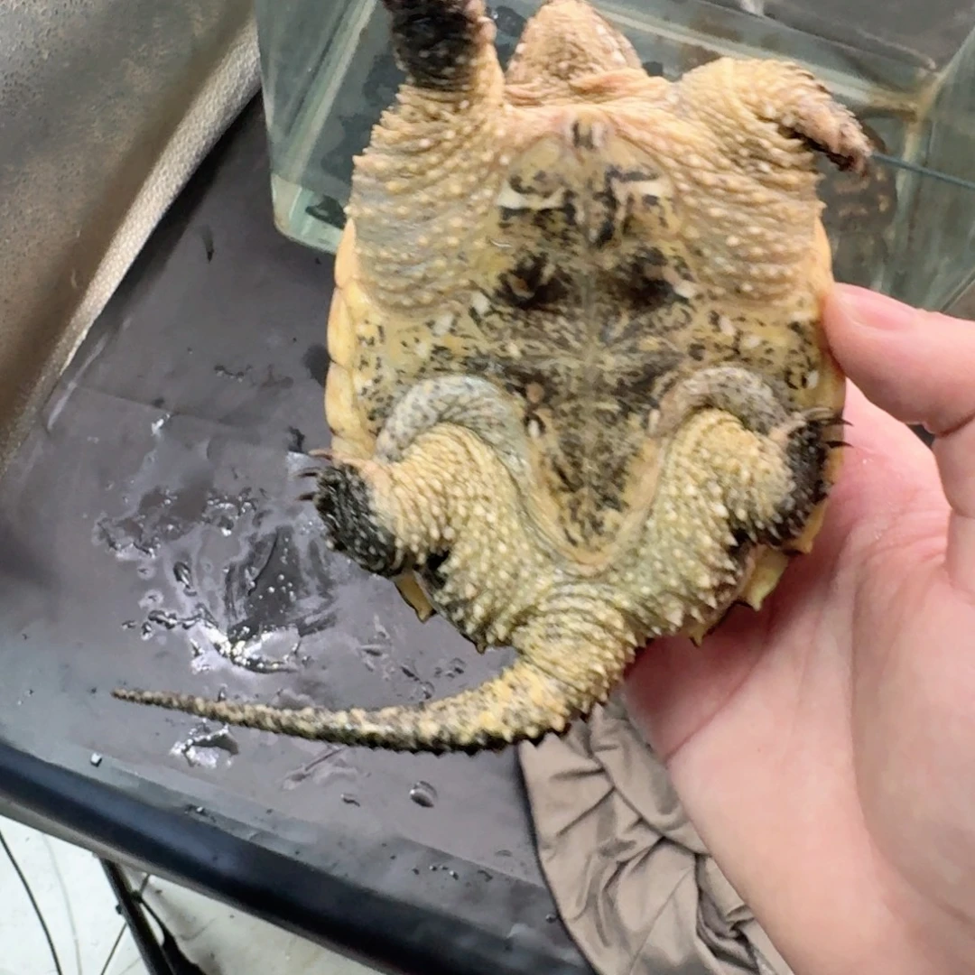 宠物龟不分公母111