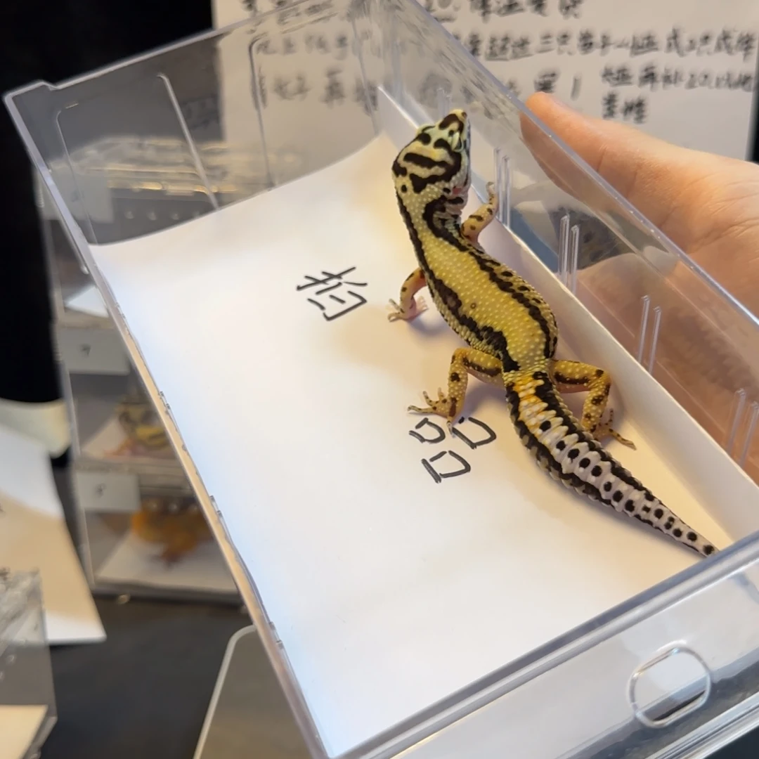 豹纹守宫66666666